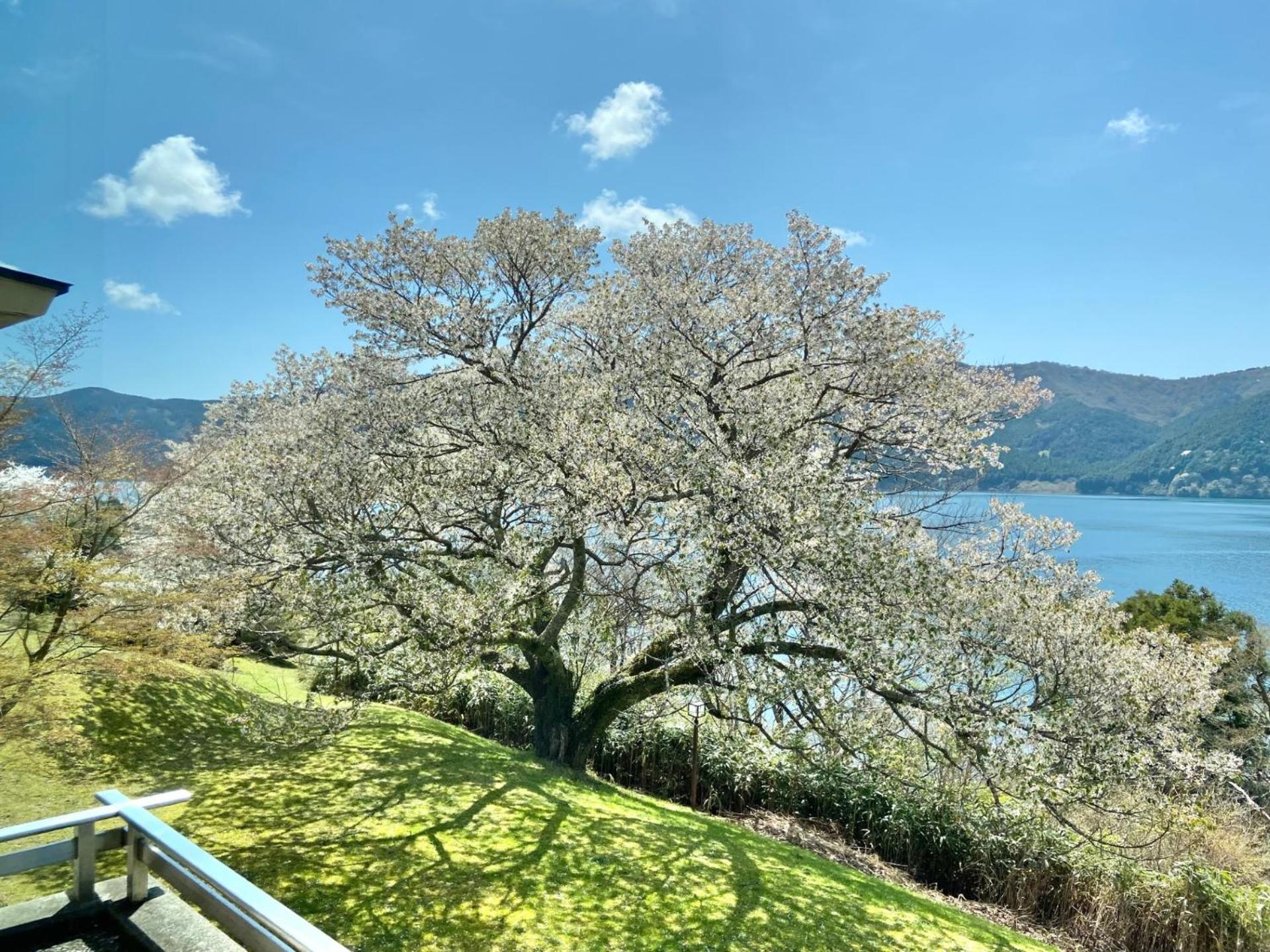 Ryuguden Hotel Hakone Buitenkant foto